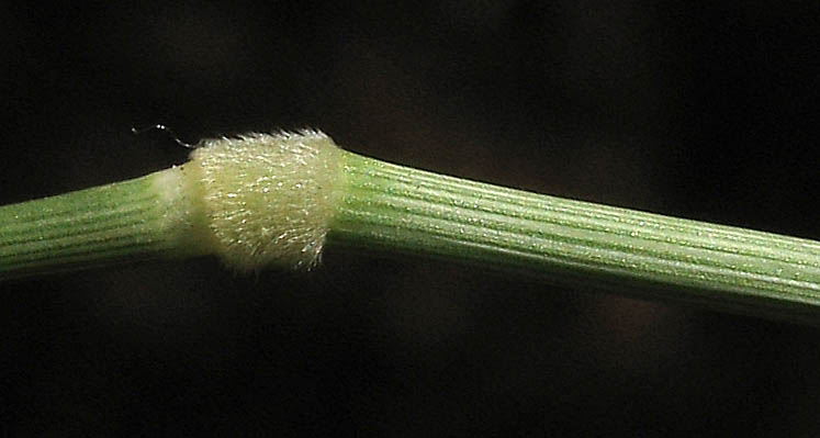 Detailed Picture 8 of Brachypodium distachyon