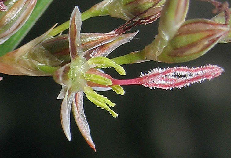 Detailed Picture 2 of Juncus balticus