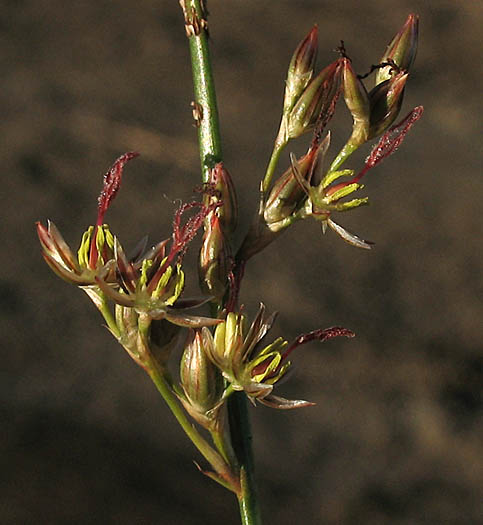 Detailed Picture 4 of Juncus balticus