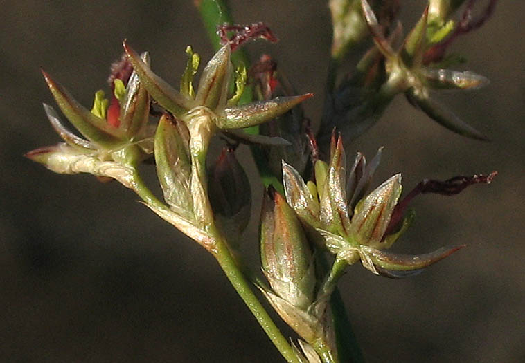 Detailed Picture 3 of Juncus balticus