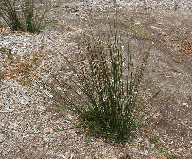 Detailed Picture 6 of Juncus balticus