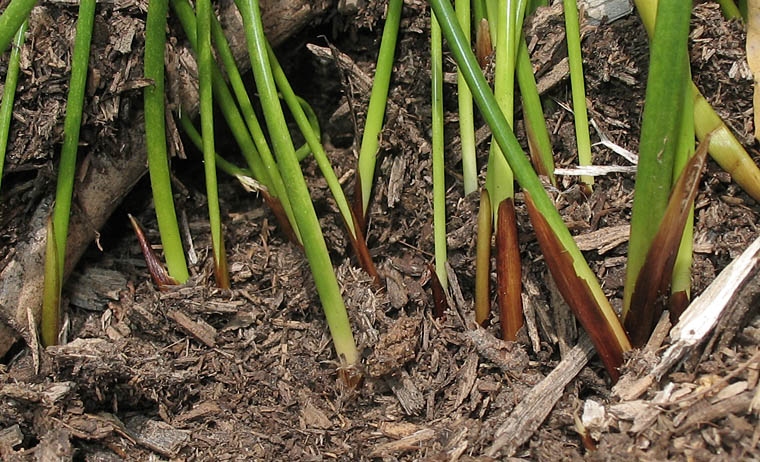 Detailed Picture 7 of Juncus balticus