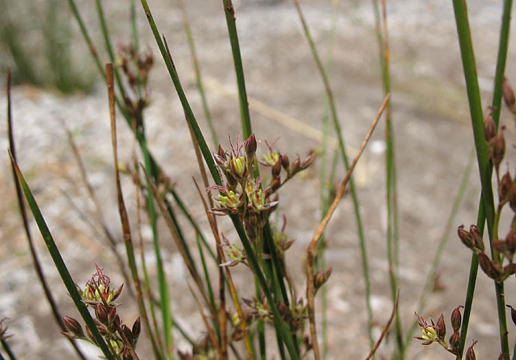 Detailed Picture 5 of Juncus balticus