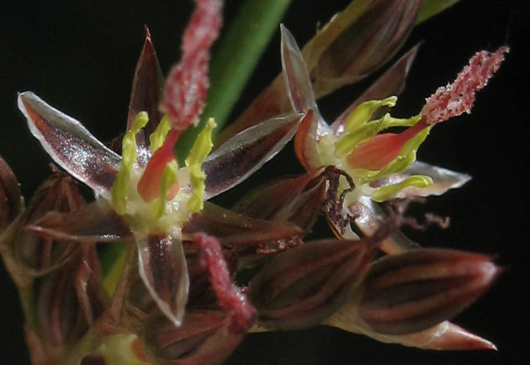 Detailed Picture 1 of Juncus balticus