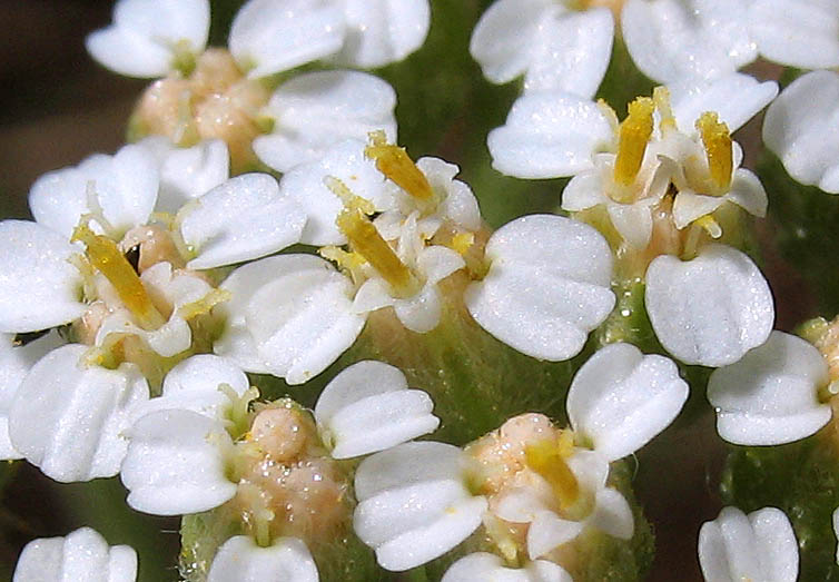 Detailed Picture 1 of Achillea millefolium