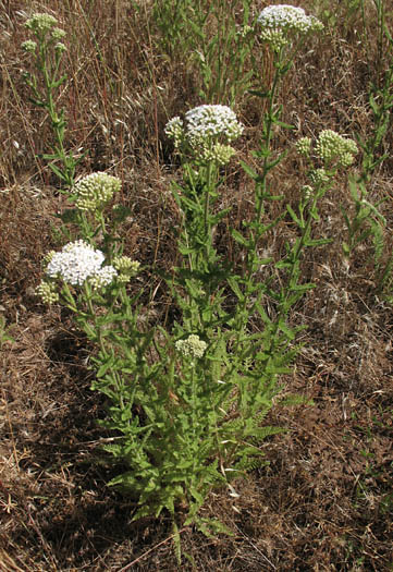 Detailed Picture 6 of Achillea millefolium