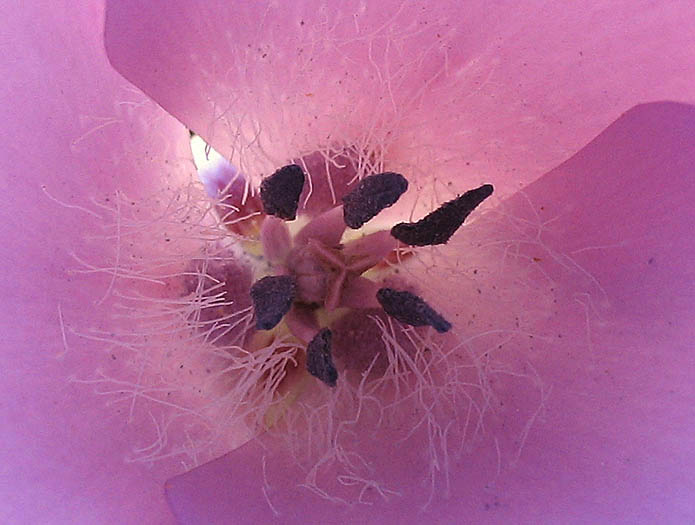 Detailed Picture 3 of Calochortus splendens