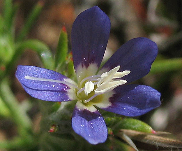 Detailed Picture 1 of Eriastrum sapphirinum