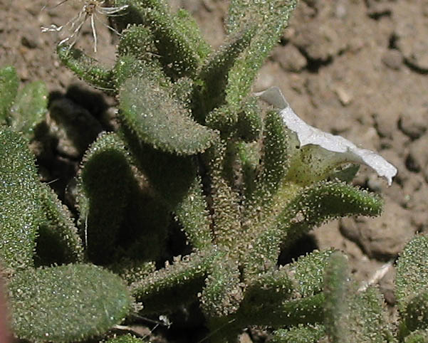 Detailed Picture 3 of Petunia parviflora