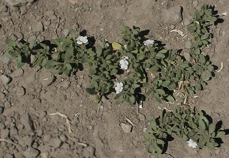 Detailed Picture 4 of Petunia parviflora