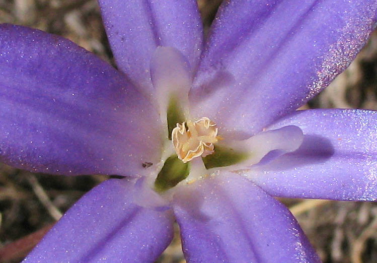 Detailed Picture 2 of Brodiaea terrestris ssp. kernensis