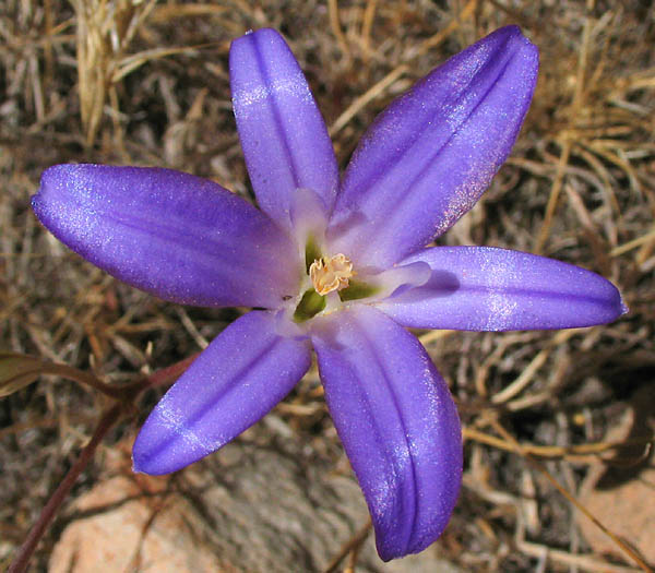 Detailed Picture 1 of Brodiaea terrestris ssp. kernensis