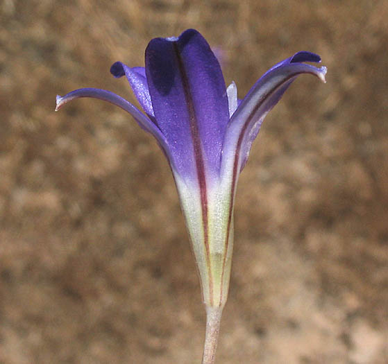 Detailed Picture 4 of Brodiaea terrestris ssp. kernensis