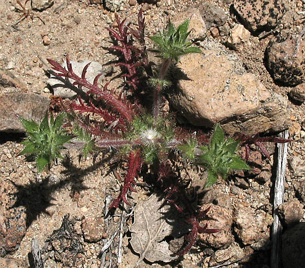 Detailed Picture 7 of Navarretia mellita