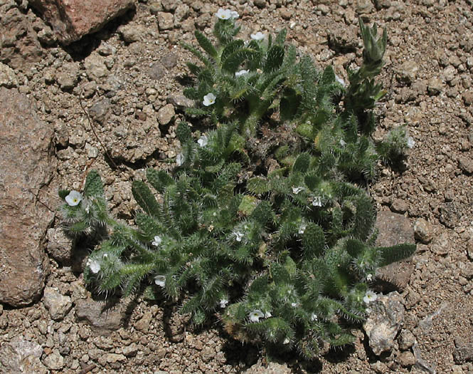 Detailed Picture 4 of Plagiobothrys collinus var. fulvescens