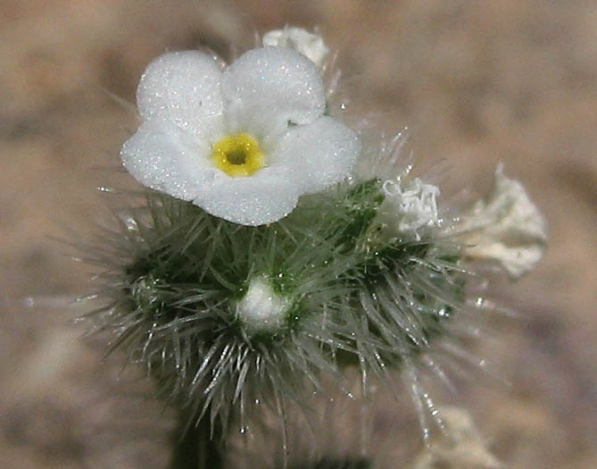 Detailed Picture 1 of Plagiobothrys collinus var. fulvescens