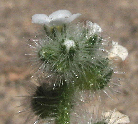 Detailed Picture 2 of Plagiobothrys collinus var. fulvescens