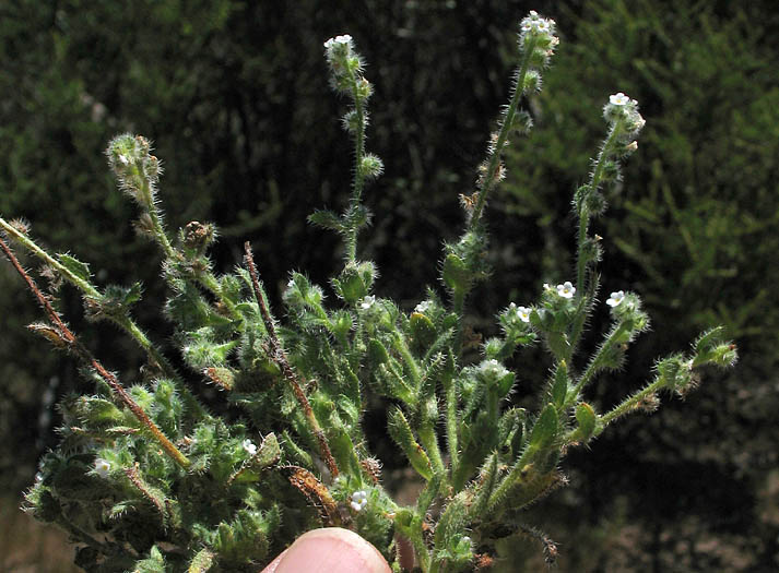 Detailed Picture 5 of Plagiobothrys collinus var. fulvescens