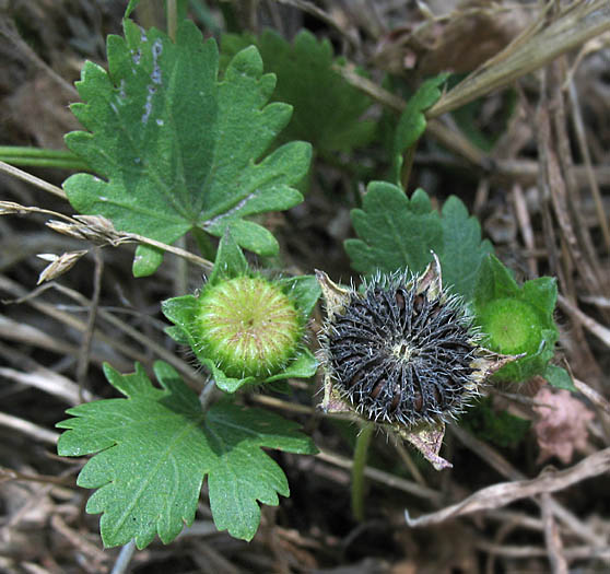 Detailed Picture 5 of Modiola caroliniana