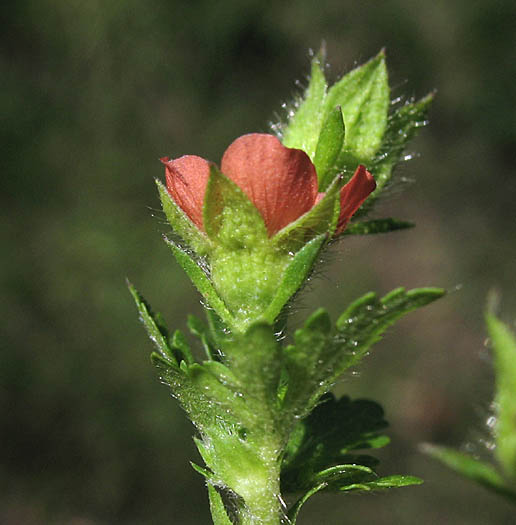 Detailed Picture 3 of Modiola caroliniana