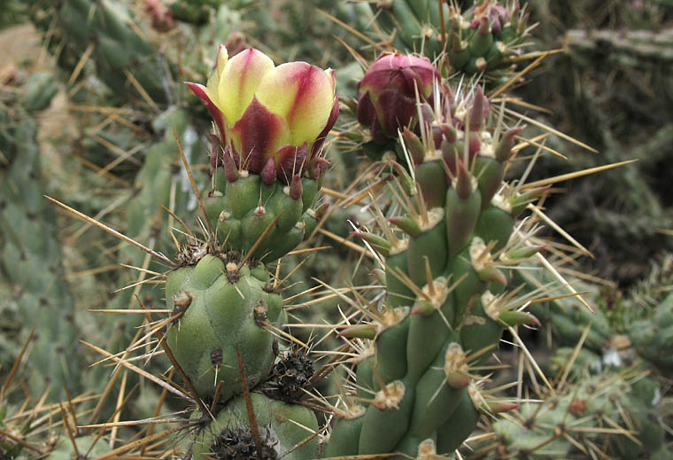 Detailed Picture 3 of Cylindropuntia bernardina