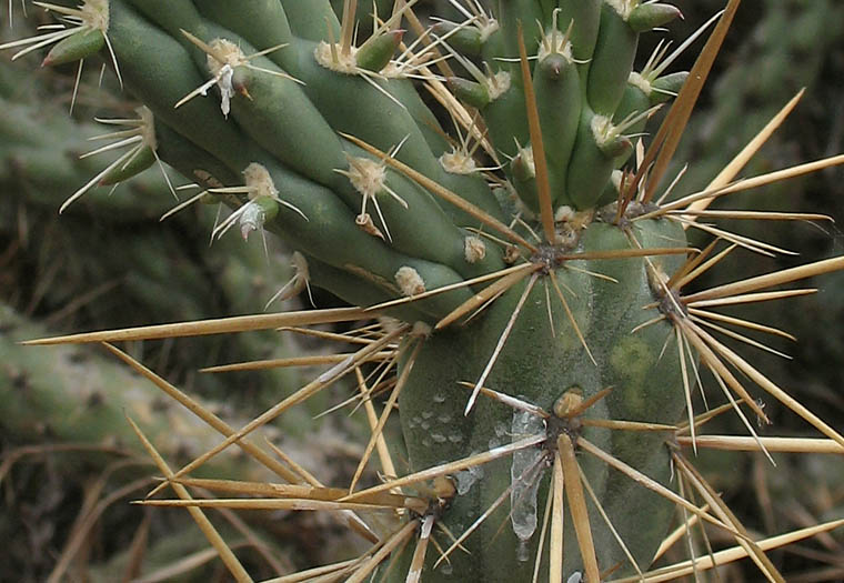 Detailed Picture 4 of Cylindropuntia bernardina