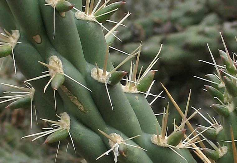 Detailed Picture 5 of Cylindropuntia bernardina