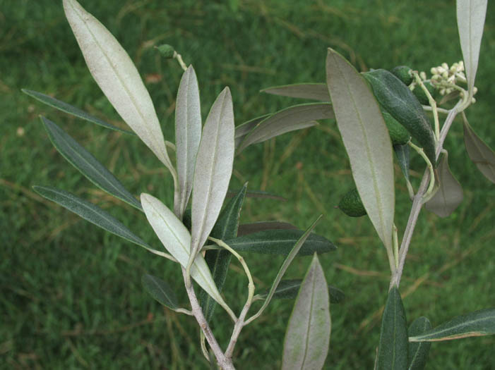 Detailed Picture 7 of Olea europaea