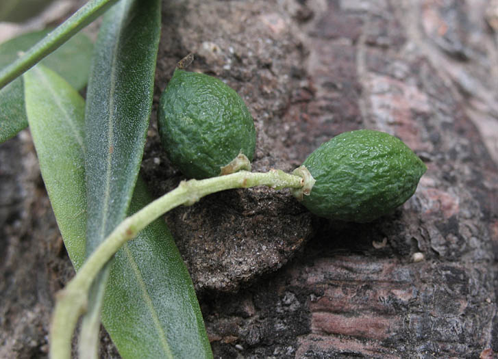 Detailed Picture 8 of Olea europaea