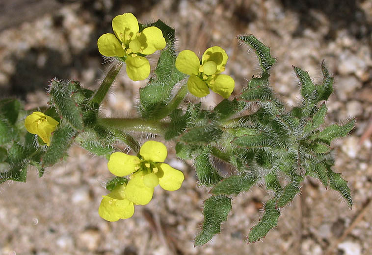 Detailed Picture 3 of Camissoniopsis micrantha