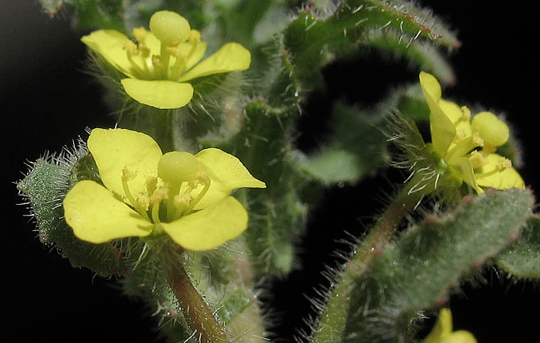 Detailed Picture 2 of Camissoniopsis micrantha