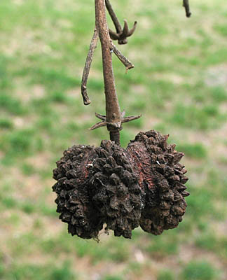 Detailed Picture 7 of Calodendrum capense