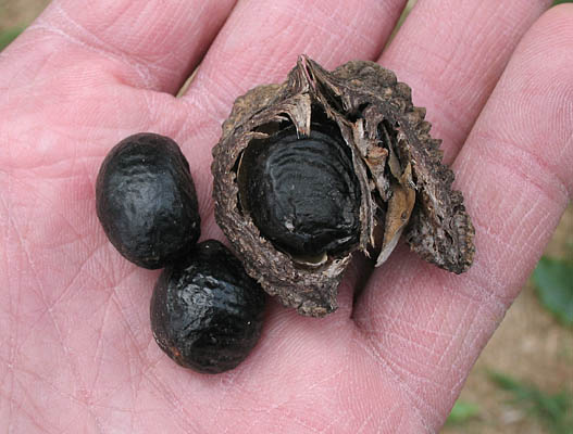 Detailed Picture 8 of Calodendrum capense