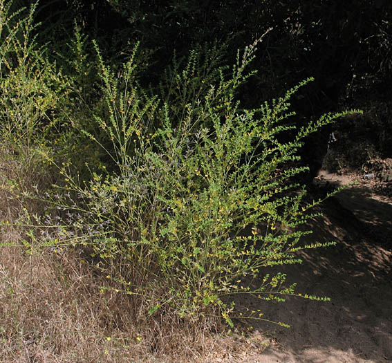 Detailed Picture 5 of Genista monspessulana