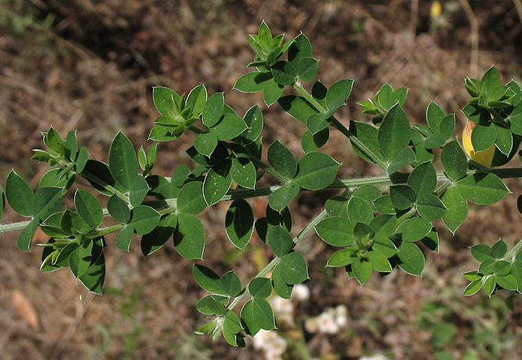 Detailed Picture 4 of Genista monspessulana