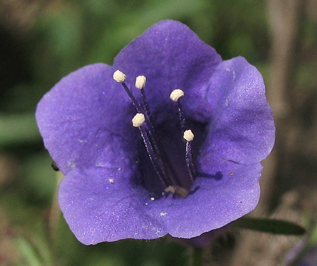 Detailed Picture 1 of Phacelia minor