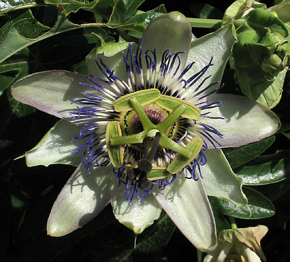 Detailed Picture 1 of Passiflora caerulea