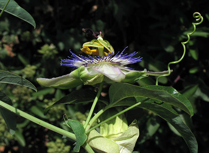 Detailed Picture 2 of Passiflora caerulea