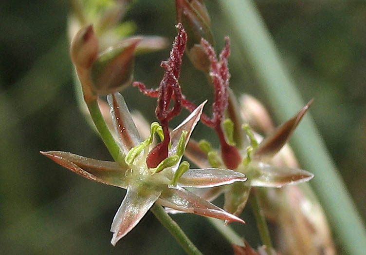 Detailed Picture 1 of Juncus textilis