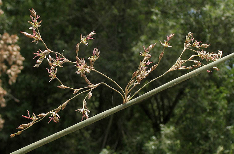 Detailed Picture 3 of Juncus textilis