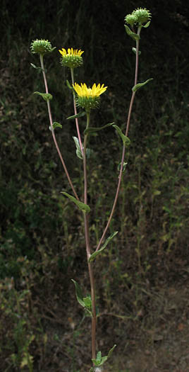 Detailed Picture 6 of Grindelia camporum