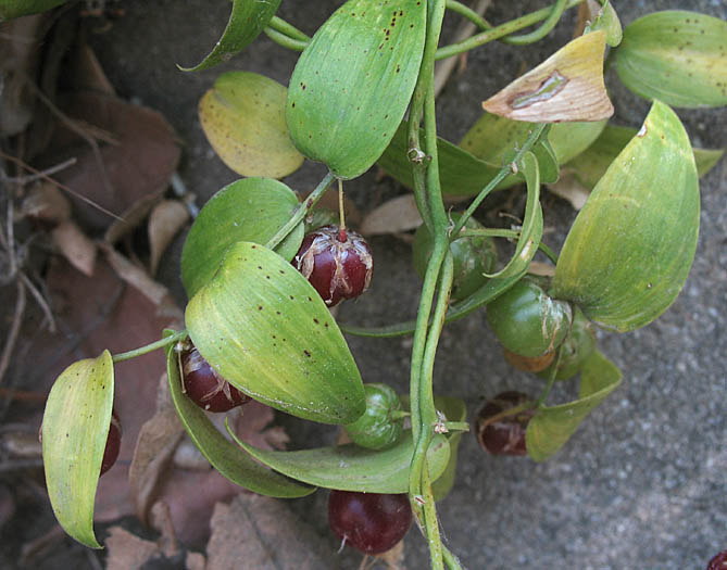 Detailed Picture 6 of Asparagus asparagoides