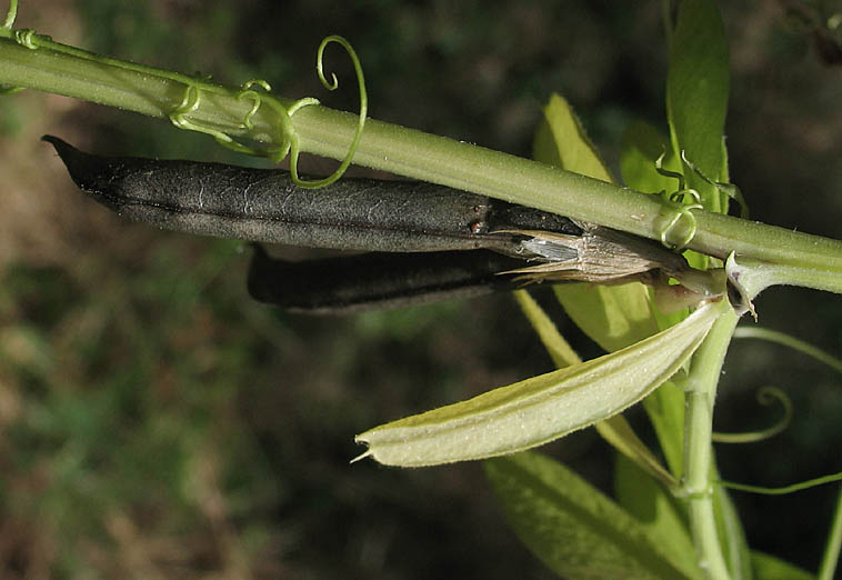 Detailed Picture 8 of Vicia sativa ssp. nigra