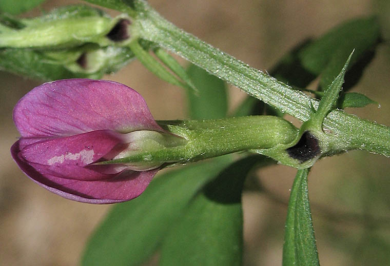 Detailed Picture 1 of Vicia sativa ssp. nigra