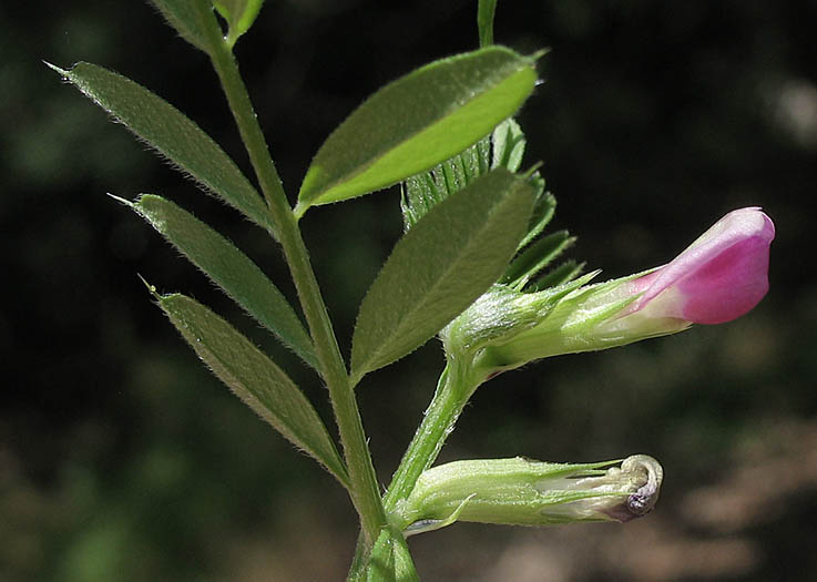 Detailed Picture 3 of Vicia sativa ssp. nigra