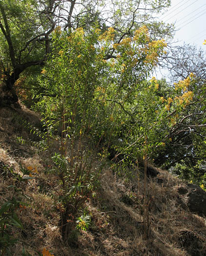 Detailed Picture 4 of Hypericum canariense