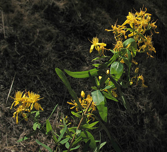 Detailed Picture 3 of Hypericum canariense