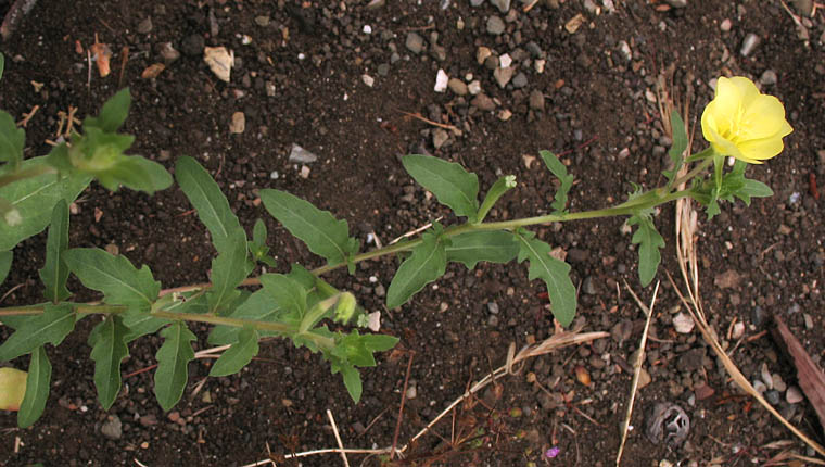 Detailed Picture 5 of Oenothera laciniata