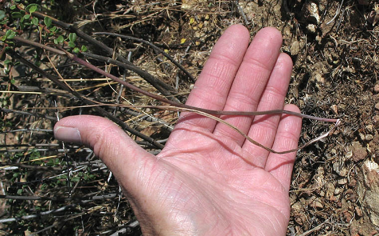 Detailed Picture 4 of Calochortus weedii var. intermedius