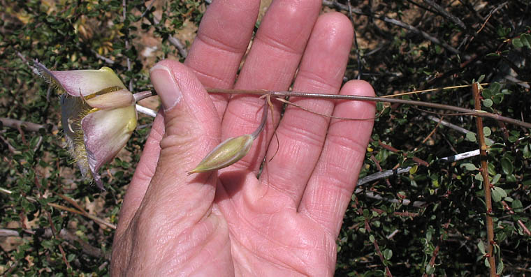 Detailed Picture 3 of Calochortus weedii var. intermedius